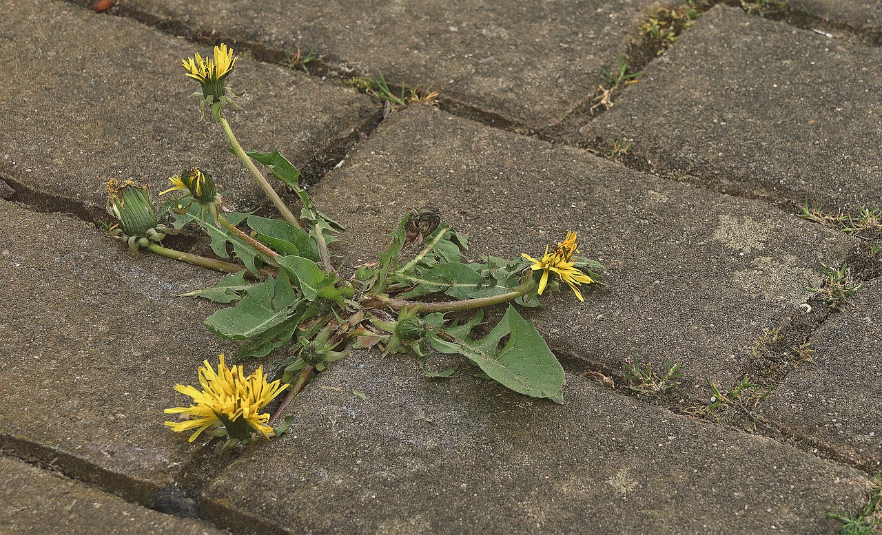How Resilience Shapes our Ability to Handle Change?
